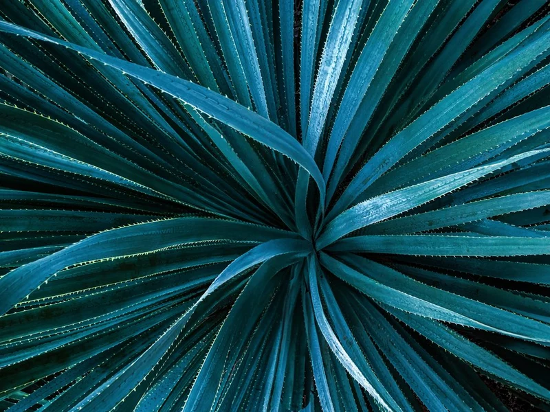 Vibrant Teal Agave