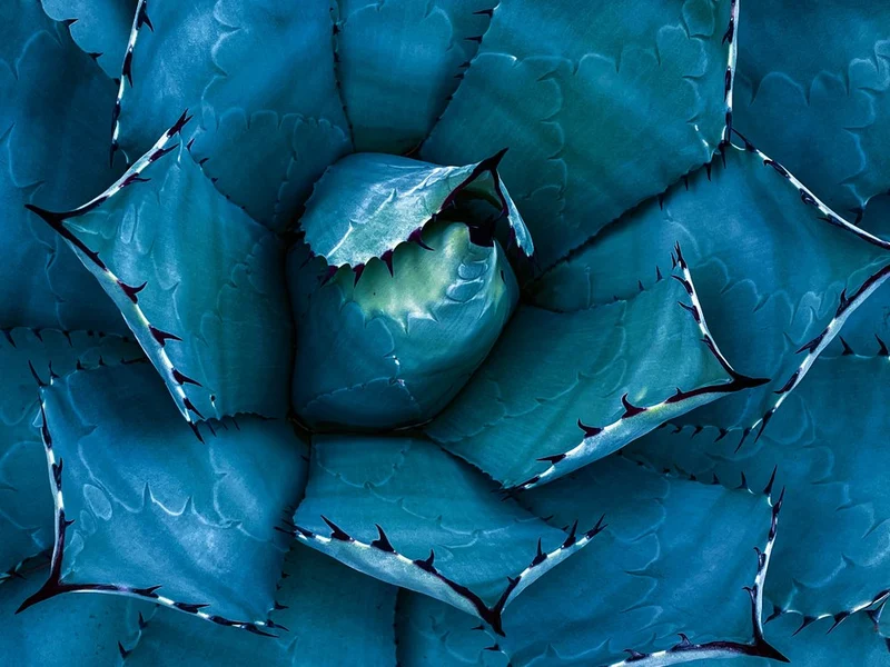 Vibrant Blue Agave