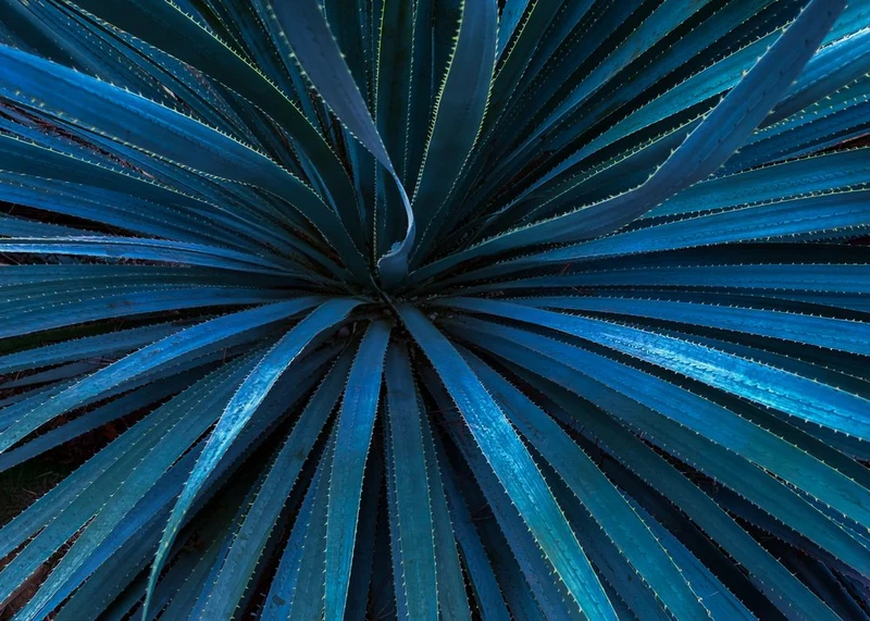 Deep Blue Agave