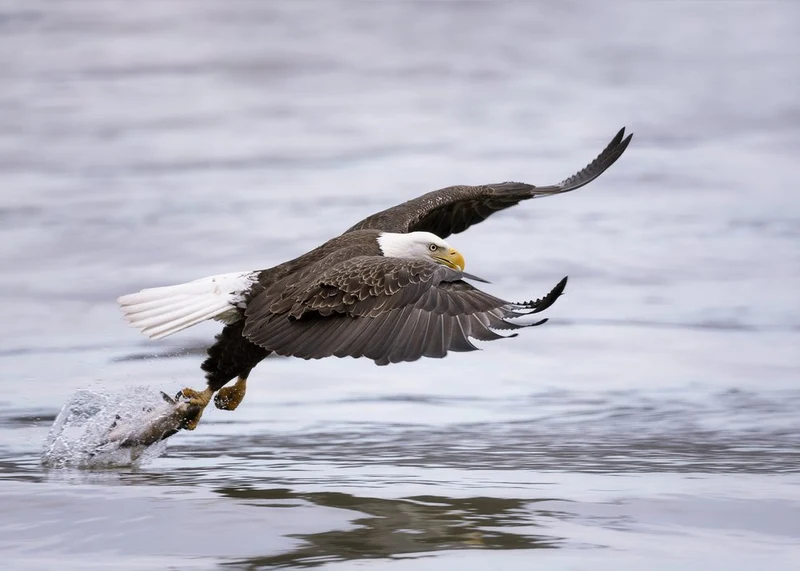 Majestic Eagle Catch