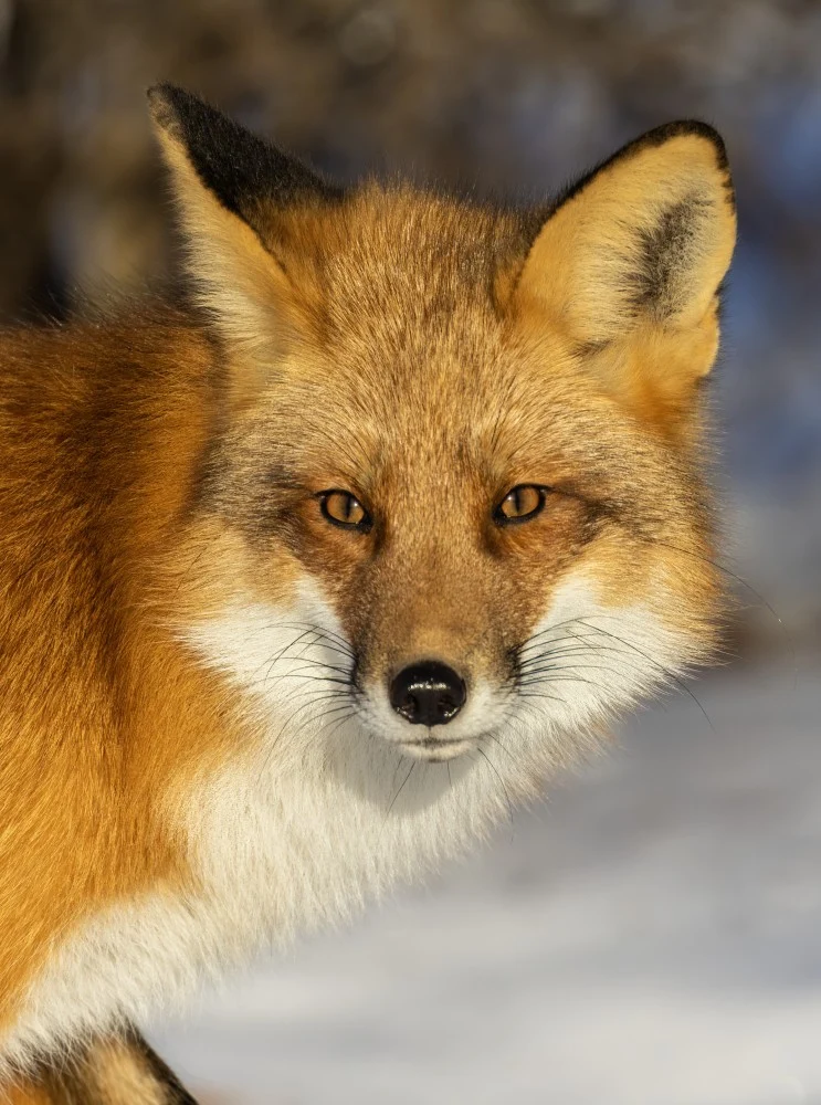 Mr Fox Winter Portrait