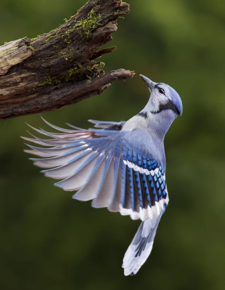 Blue Jay in Flight