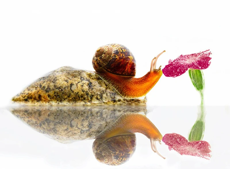 Forbidden Fruit