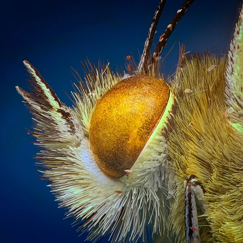 Golden Eye of a Butterfly