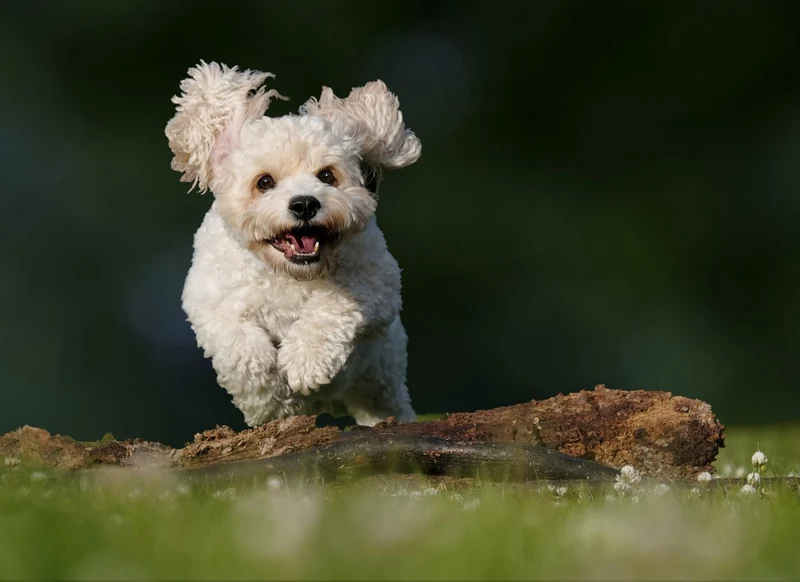 Freedom!
