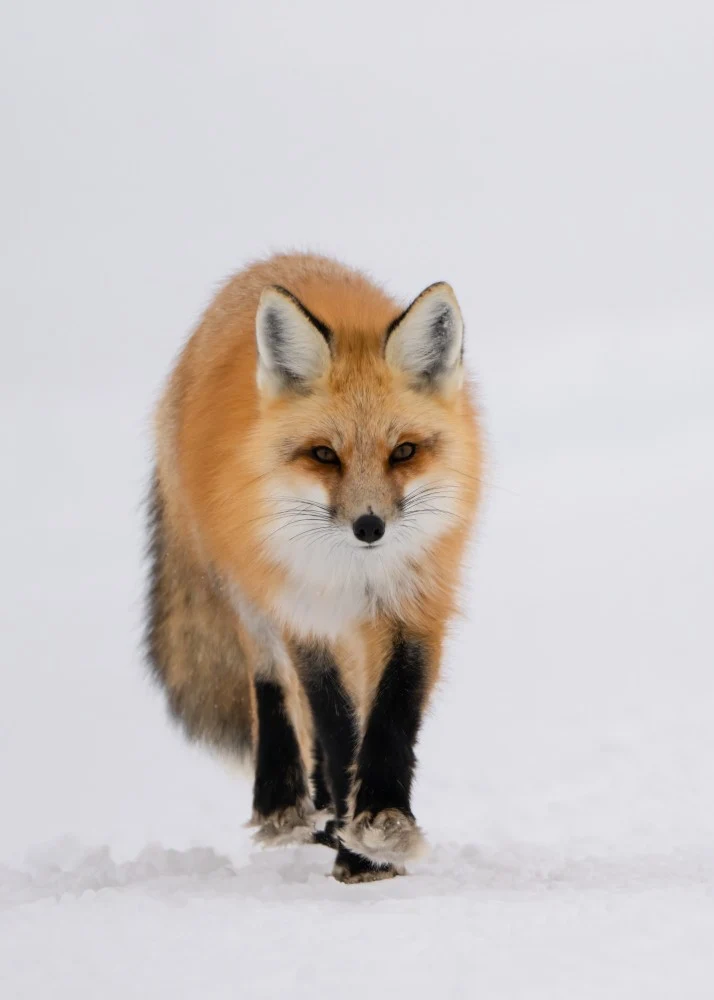 Fox