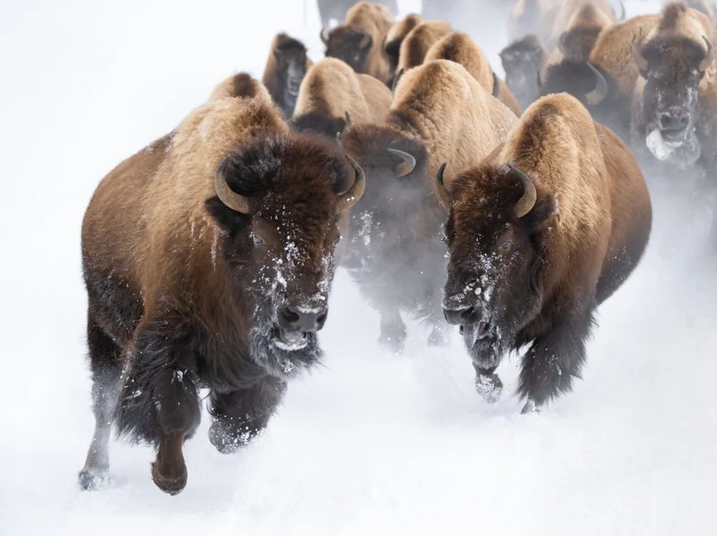 Running Bison