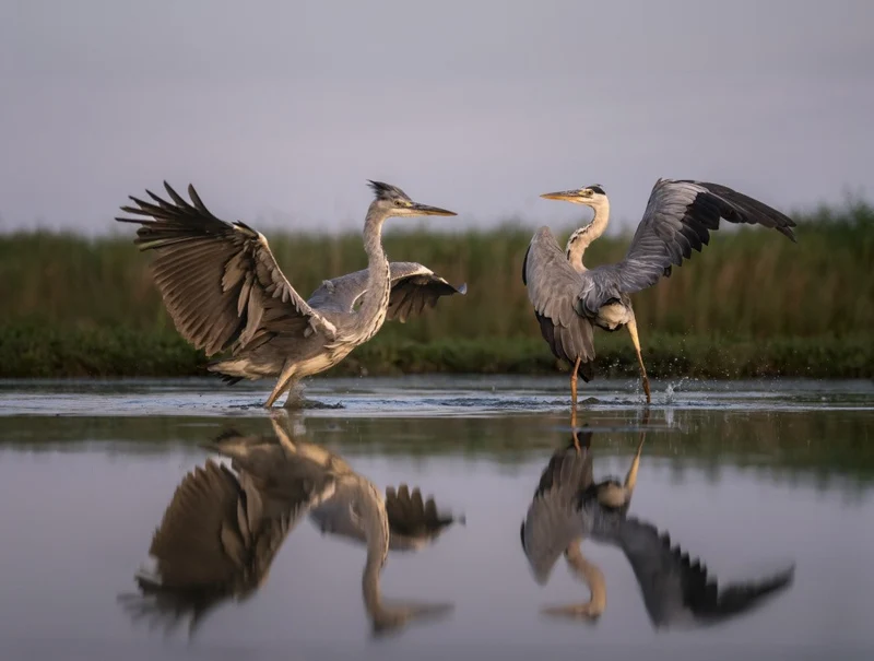 Dancing herons