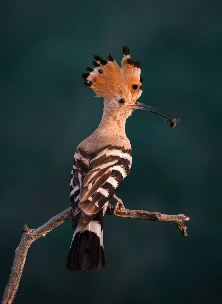 Hoopoe