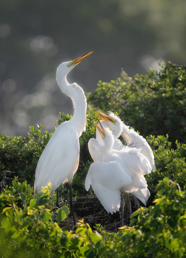 Mom and baby egrets