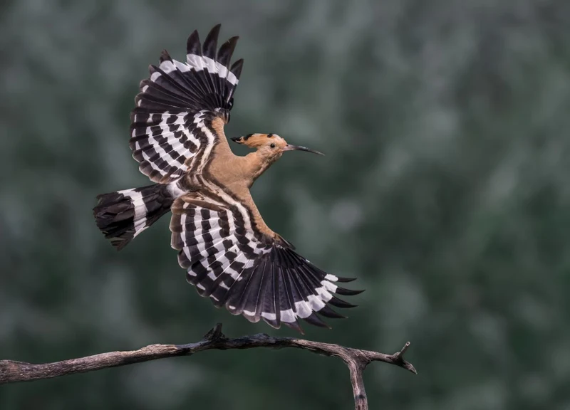 Flying Hoopoe