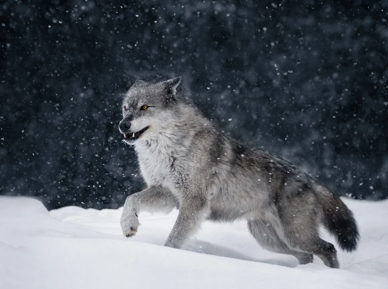 Running wolf