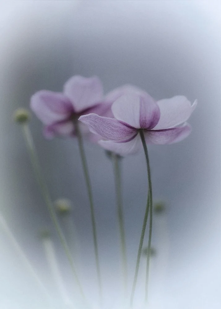 Dreamy Pastel Flowers
