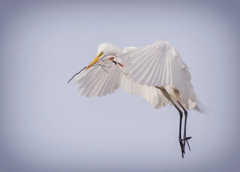 Graceful Egret Flight