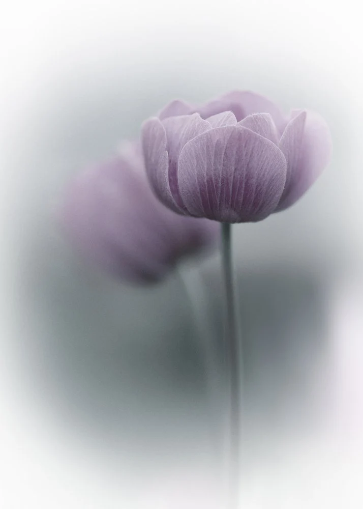 Soft Purple Blooms