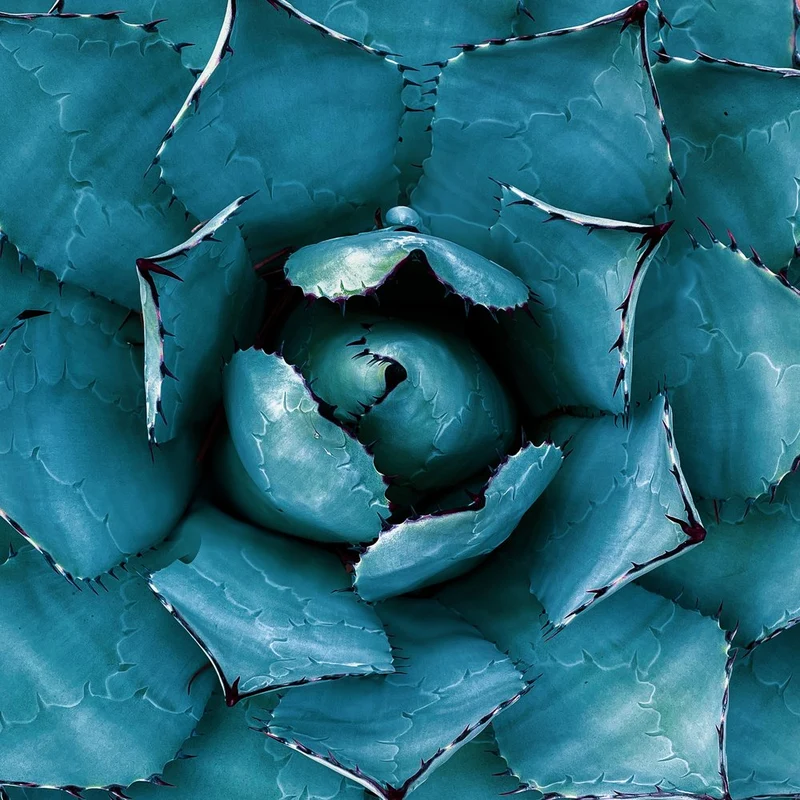 Teal Agave Succulent