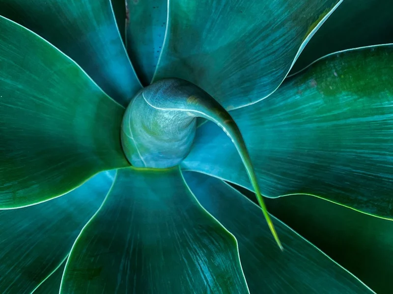 Green Agave Spiral