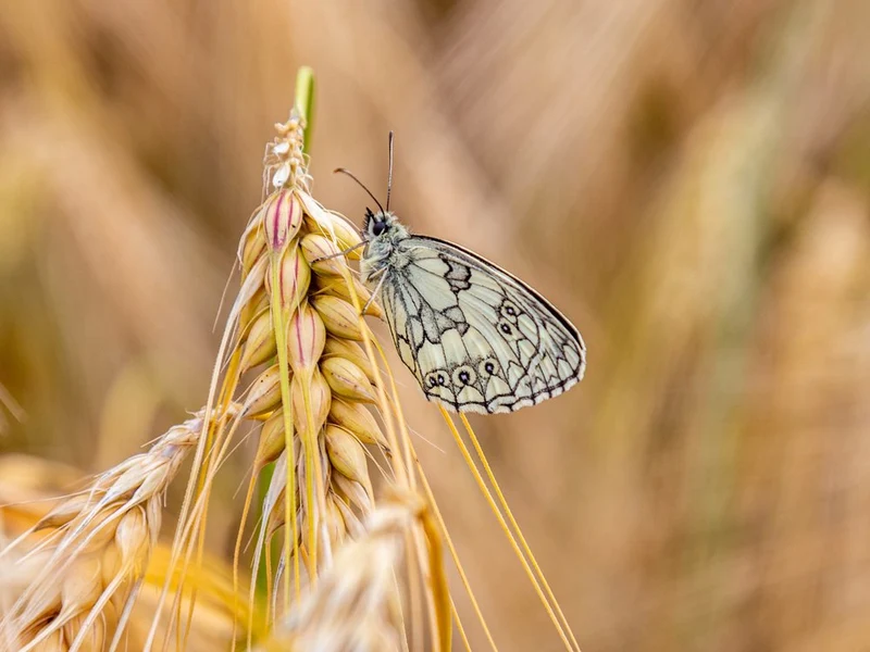 Marbled White On Golden Wheat