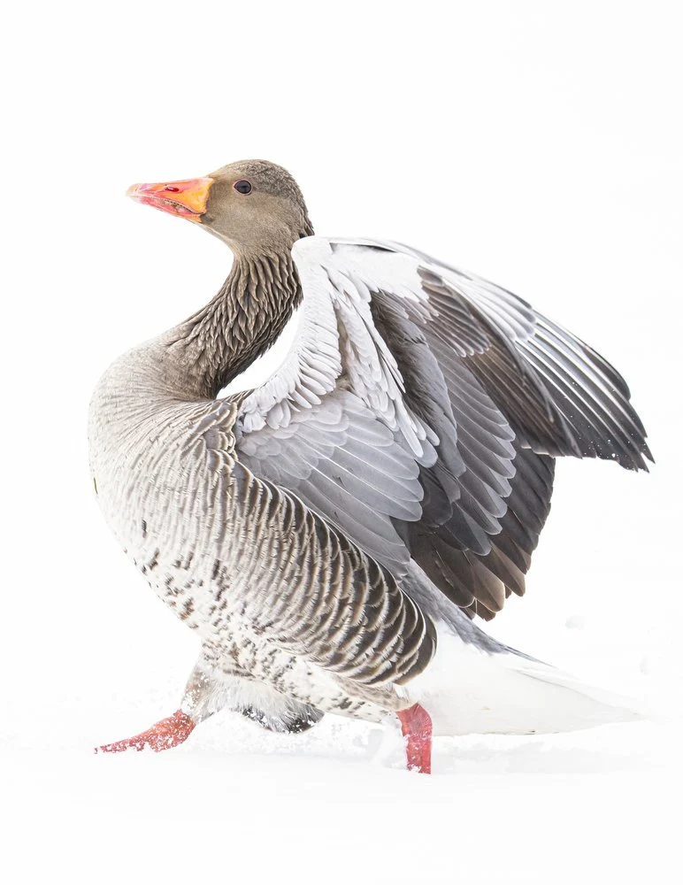 Winter Goose Wings Spread