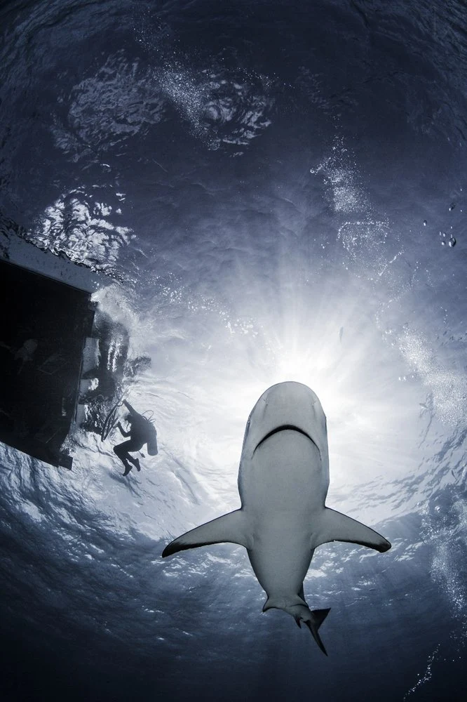 Underwater Shark Encounter