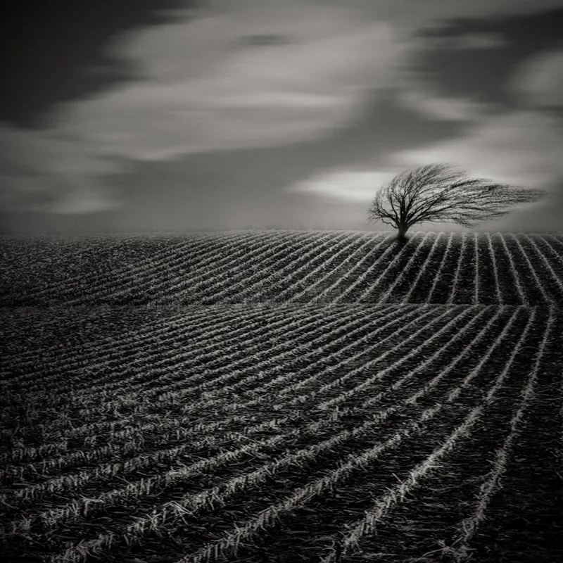 Solitary Tree Field