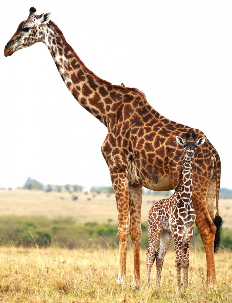 African Giraffe Family