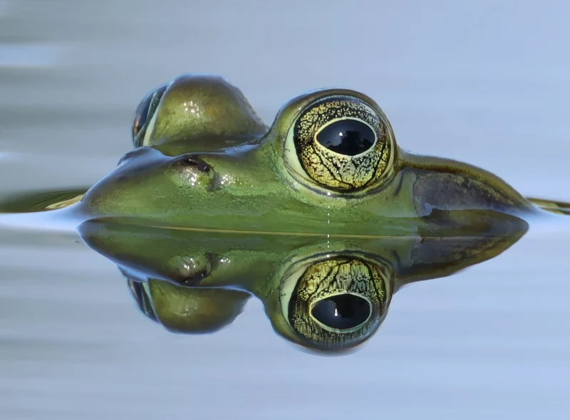 Green Frog Reflection