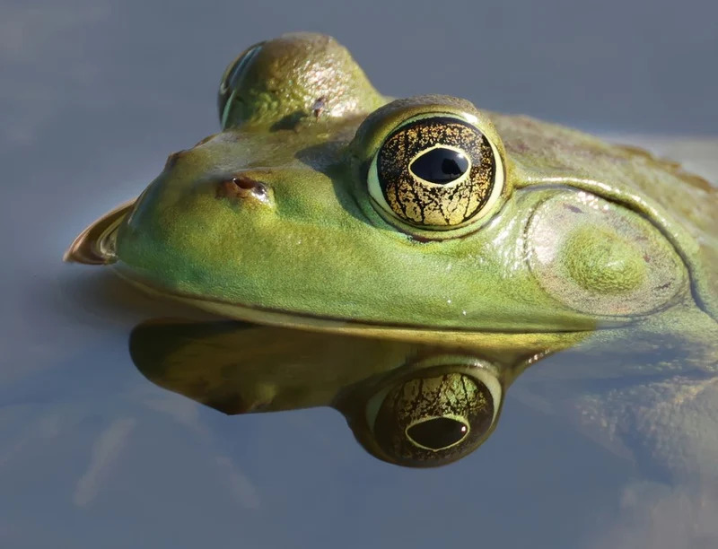 Frog Eye Reflection
