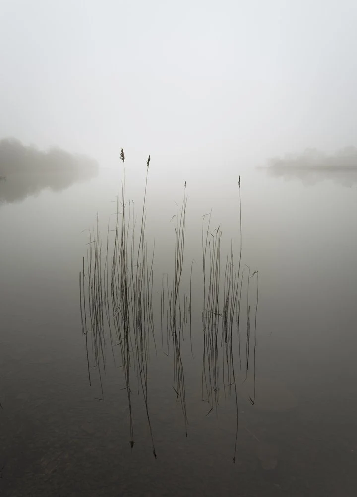 Misty Lake Reeds
