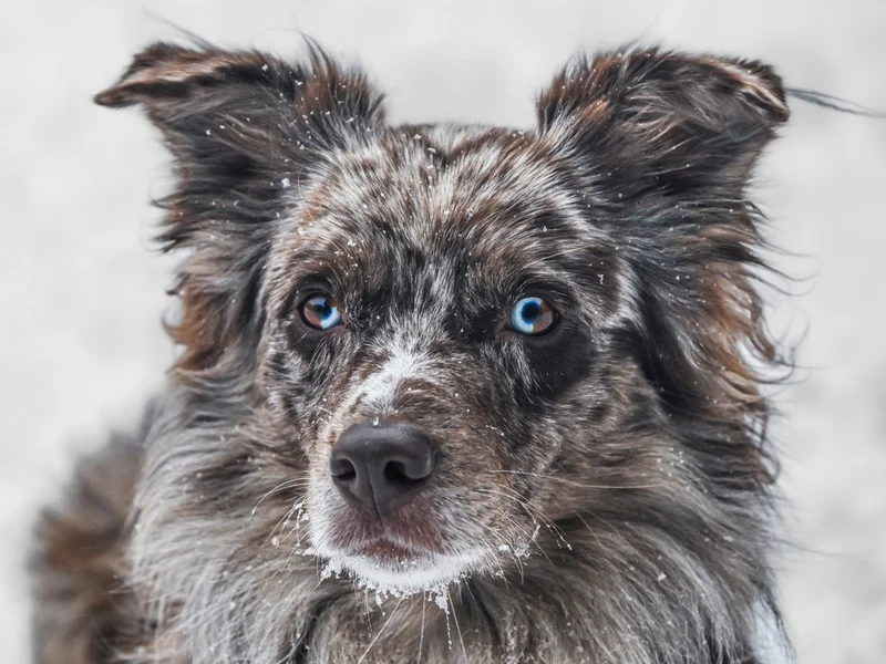 Watchful Blue-Eyed Dog