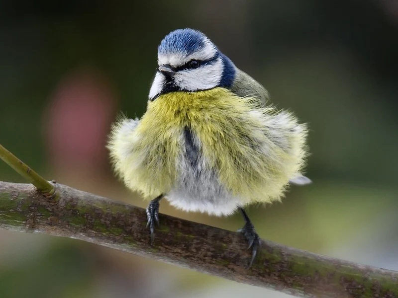Fluffy Blue Tit Perched