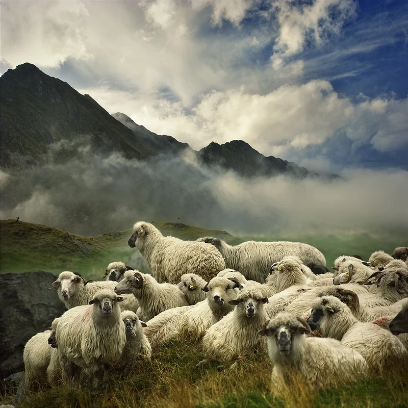 Misty Mountain Sheep