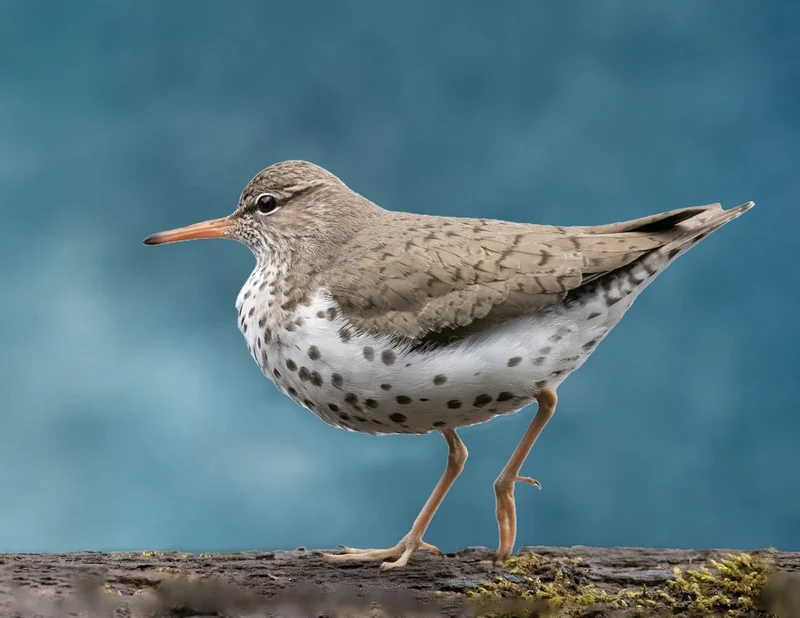 Spotted Sandpiper Profile