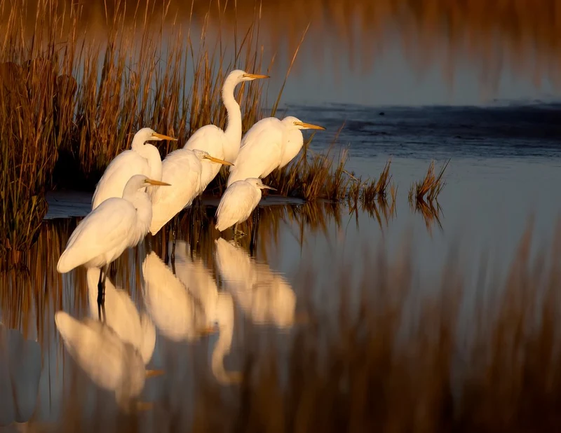 White Egrets Golden Reflections