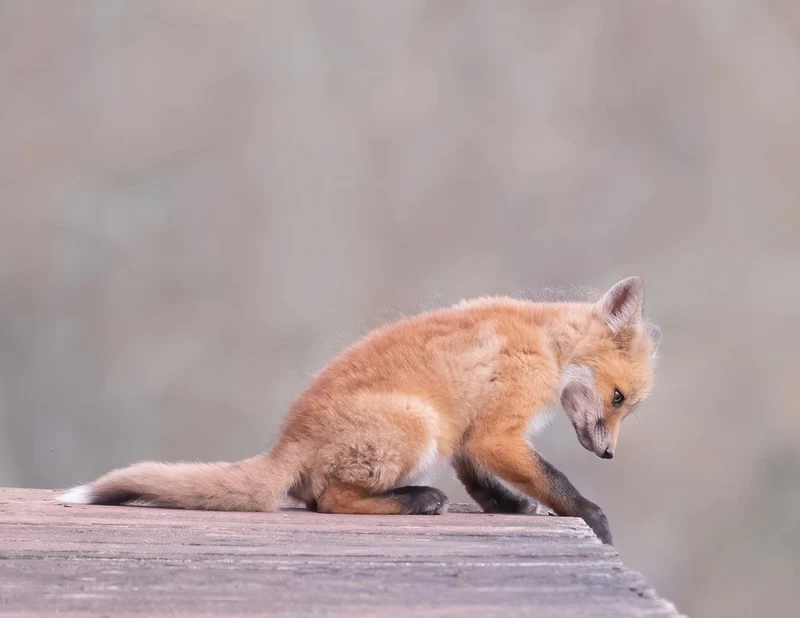 Curious Fox Kit