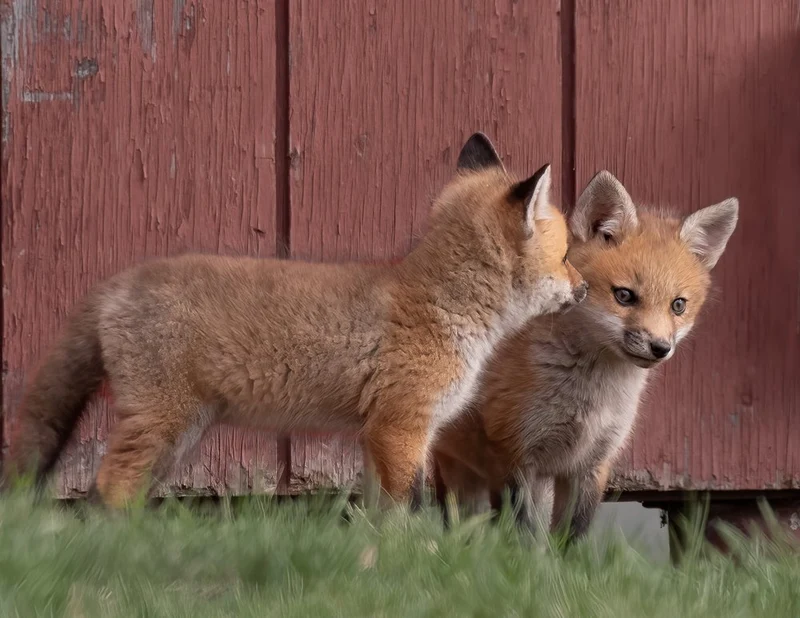 Cute Fox Kits