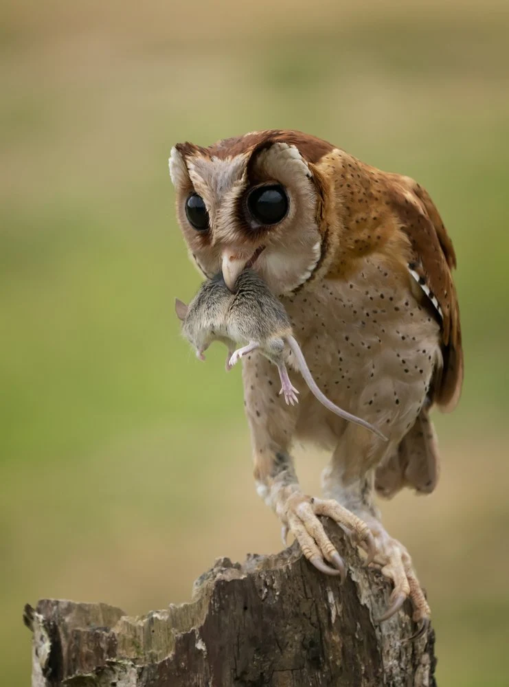 Hunting Owl's Meal