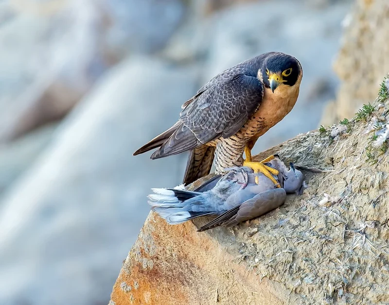 Peregrine Falcon With Prey