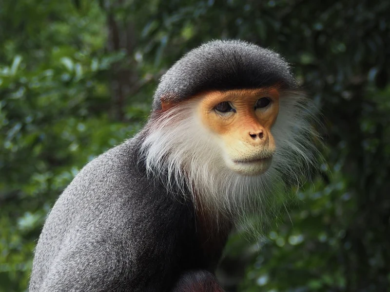 Colorful Douc Monkey