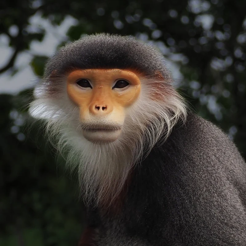 Red-Shanked Douc Portrait
