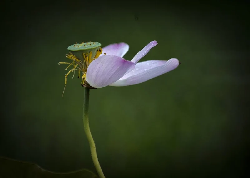 Pink Lotus Seed Pod