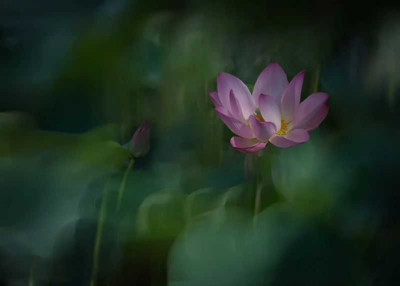 Serene Pink Lotus Bloom