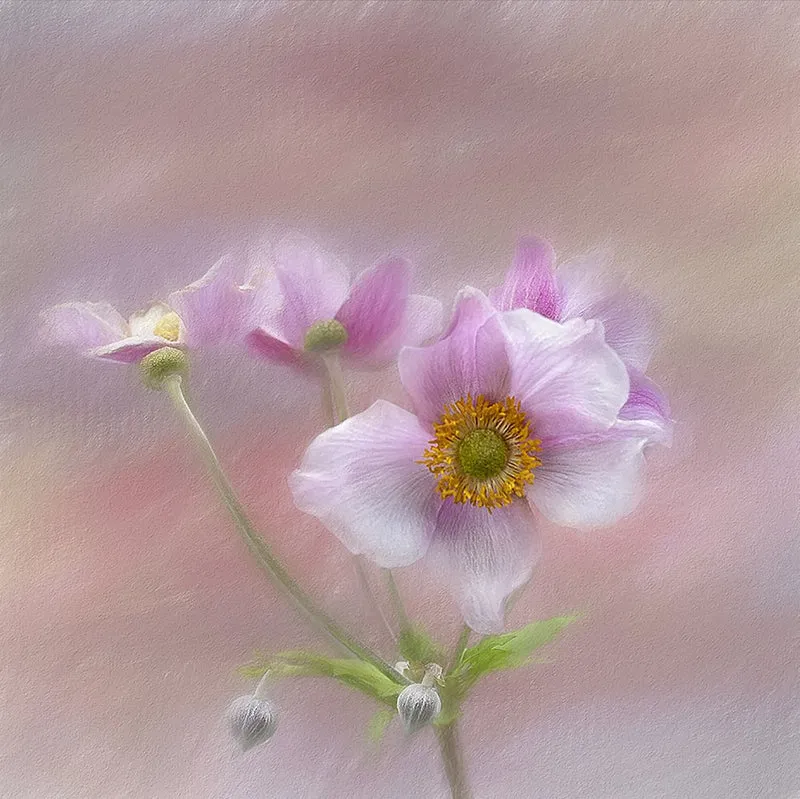 Gentle Pink Blooms