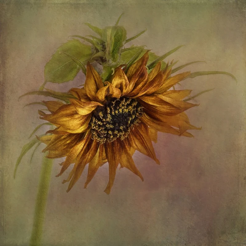 Golden Autumn Sunflower