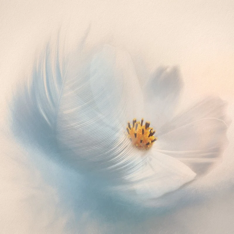 Dreamy Flower Feather