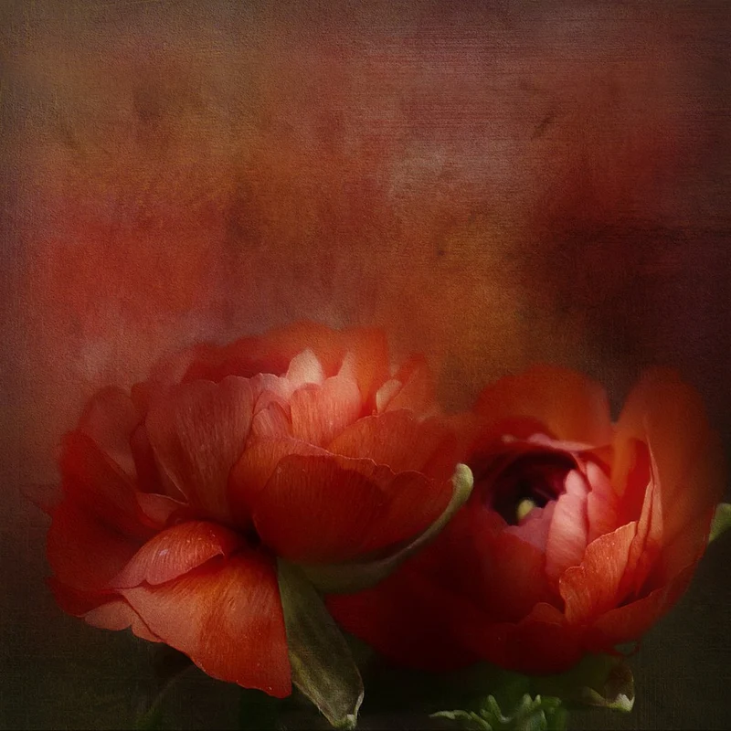 Vibrant Red Blooms