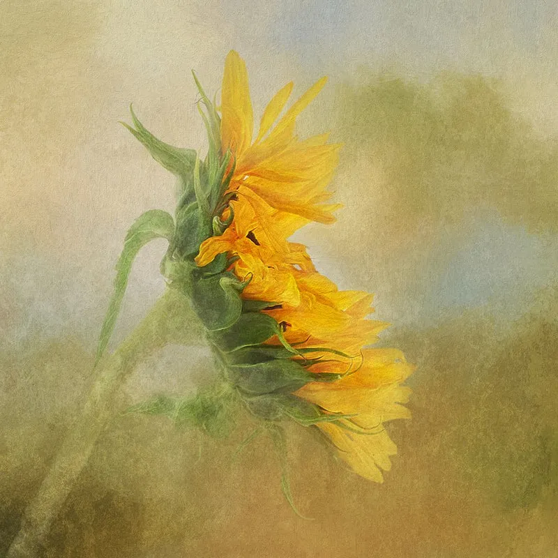 Golden Sunflower Glow