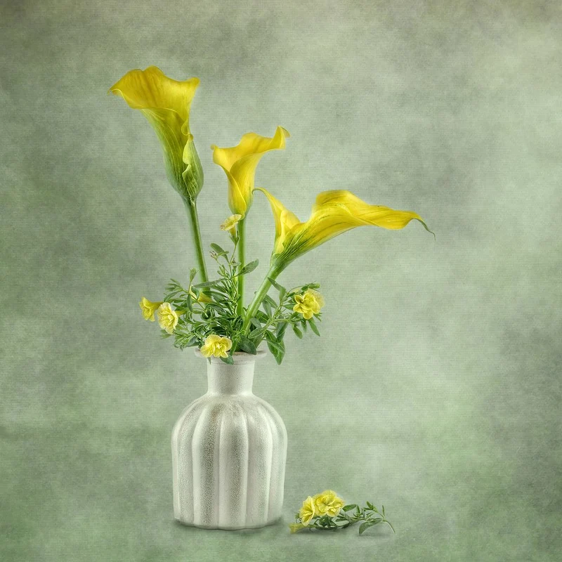 Soft Yellow Calla Lilies