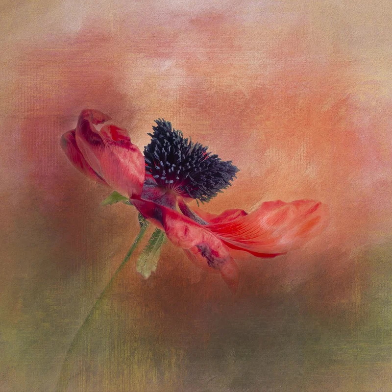 Vibrant Poppy Bloom