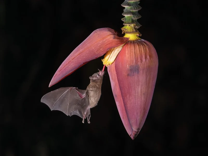 Lonchophylla robusta, Orange nectar bat